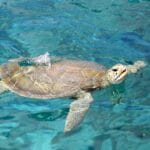 Excursion Tortues